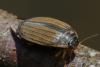 Acilius sulcatus